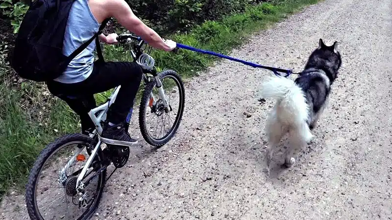 Le canicross en VTT une activité sportive à partager avec votre chien